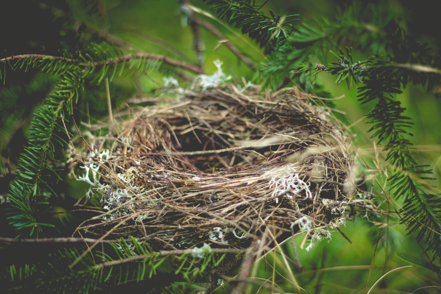 Bird nest in nature